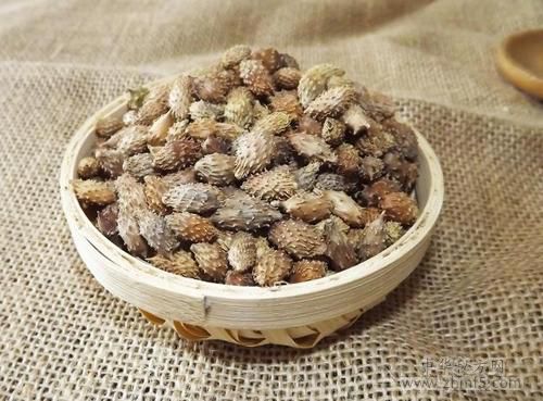 苍耳子可以治疗鼻炎吗？苍耳子治疗鼻炎的用法